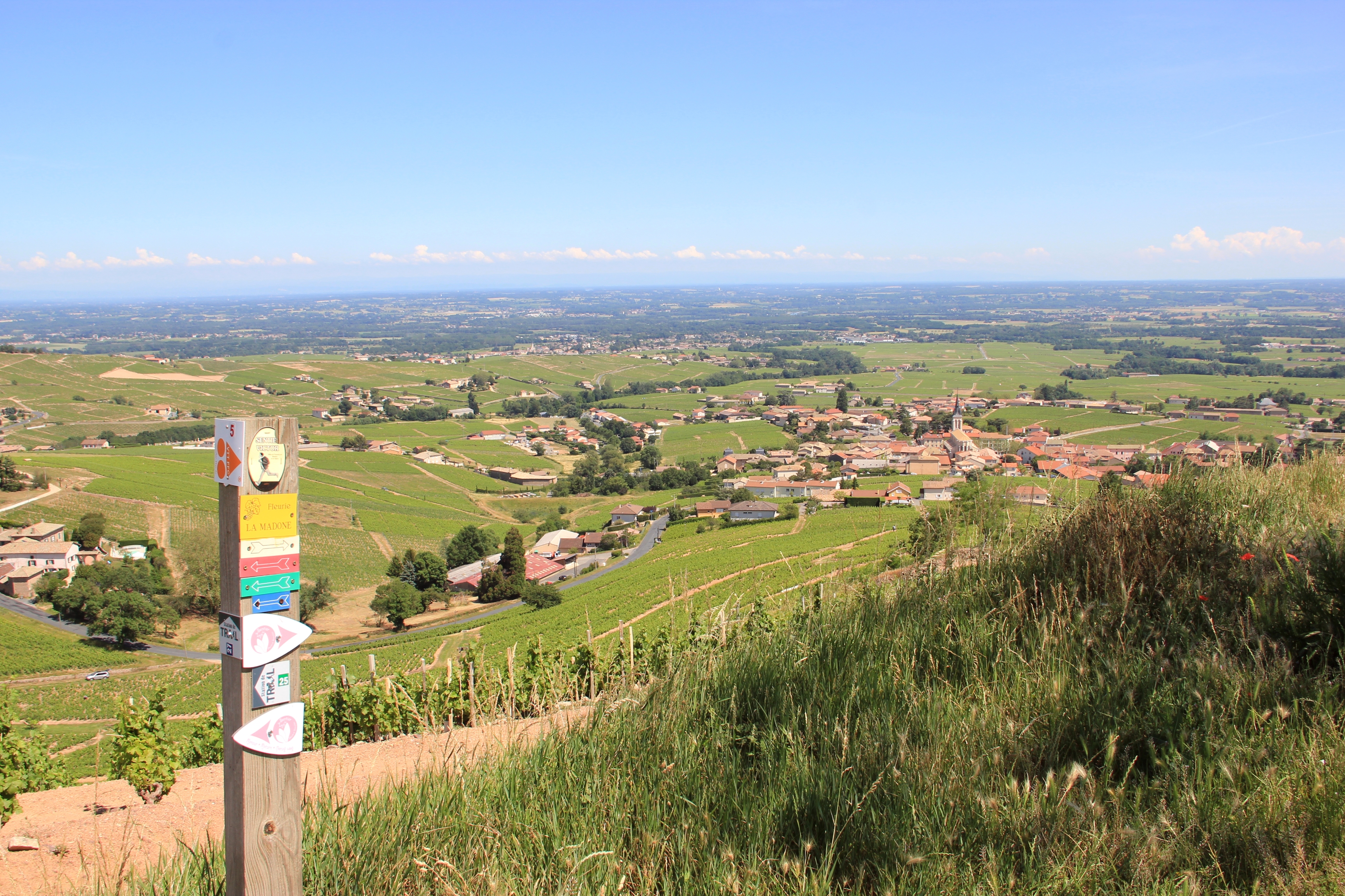 Dans les vignes du Beaujolais