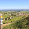 Dans les vignes du Beaujolais