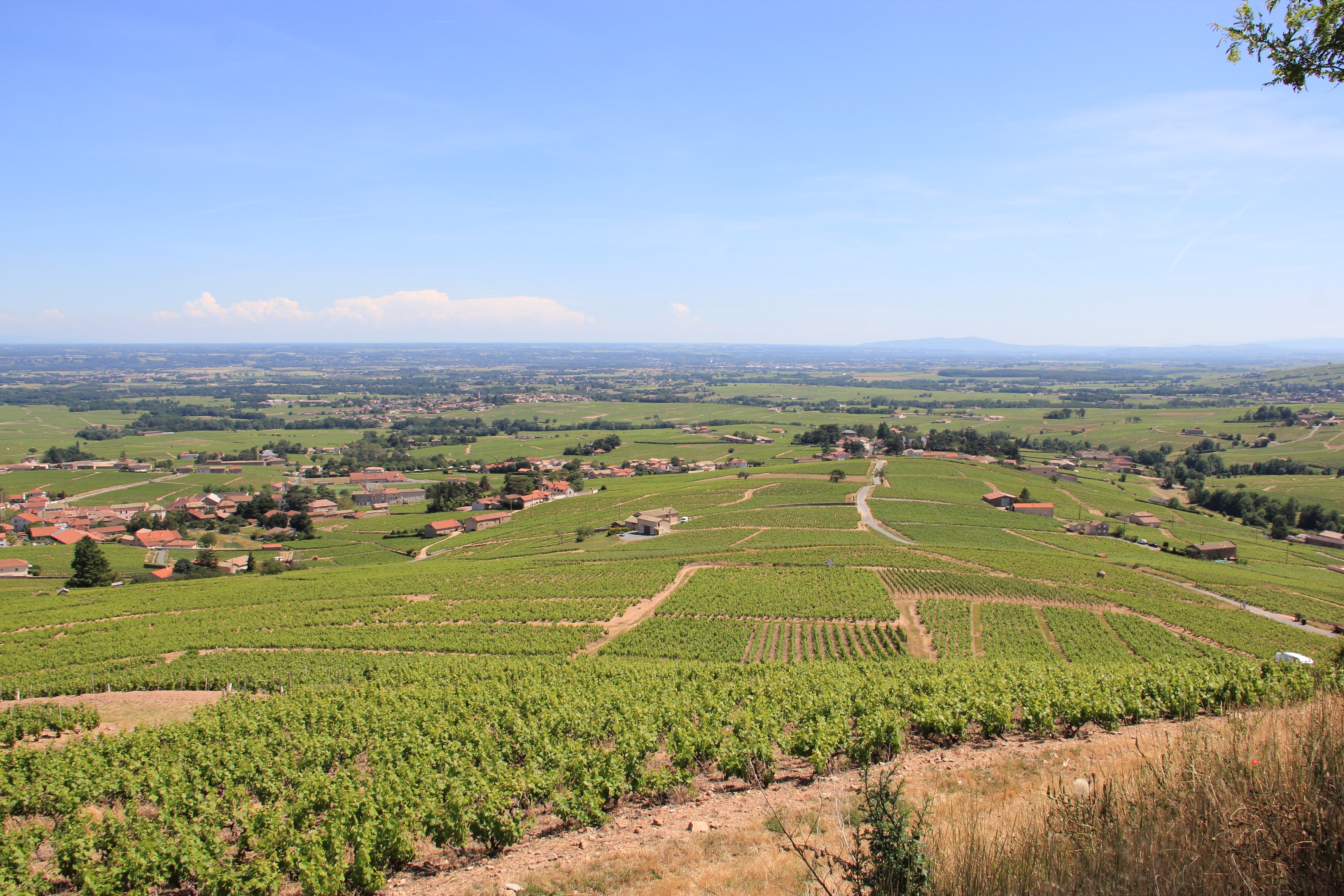 Dans les vignes du Beaujolais