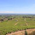 Dans les vignes du Beaujolais