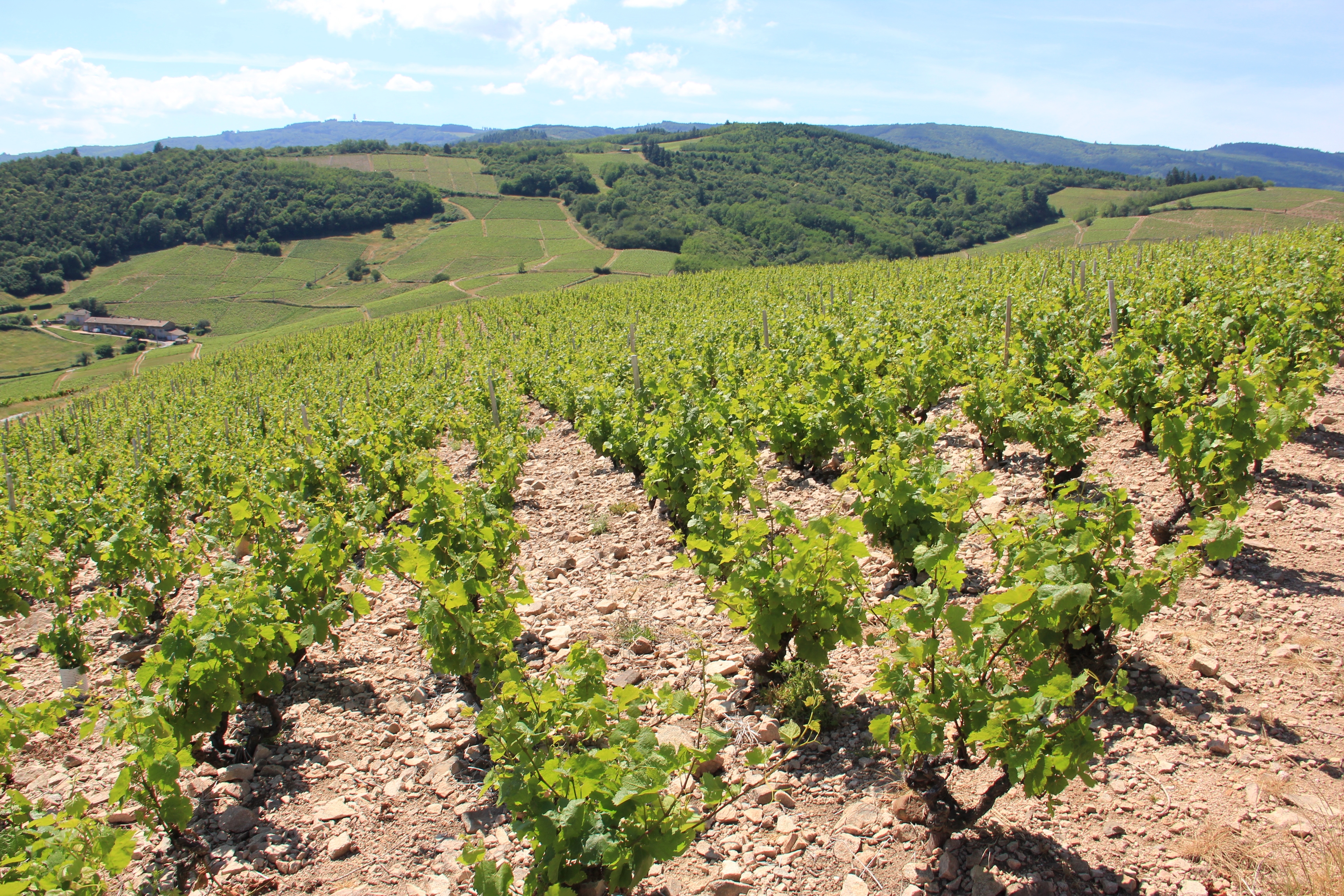 Dans les vignes du Beaujolais