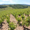 Dans les vignes du Beaujolais