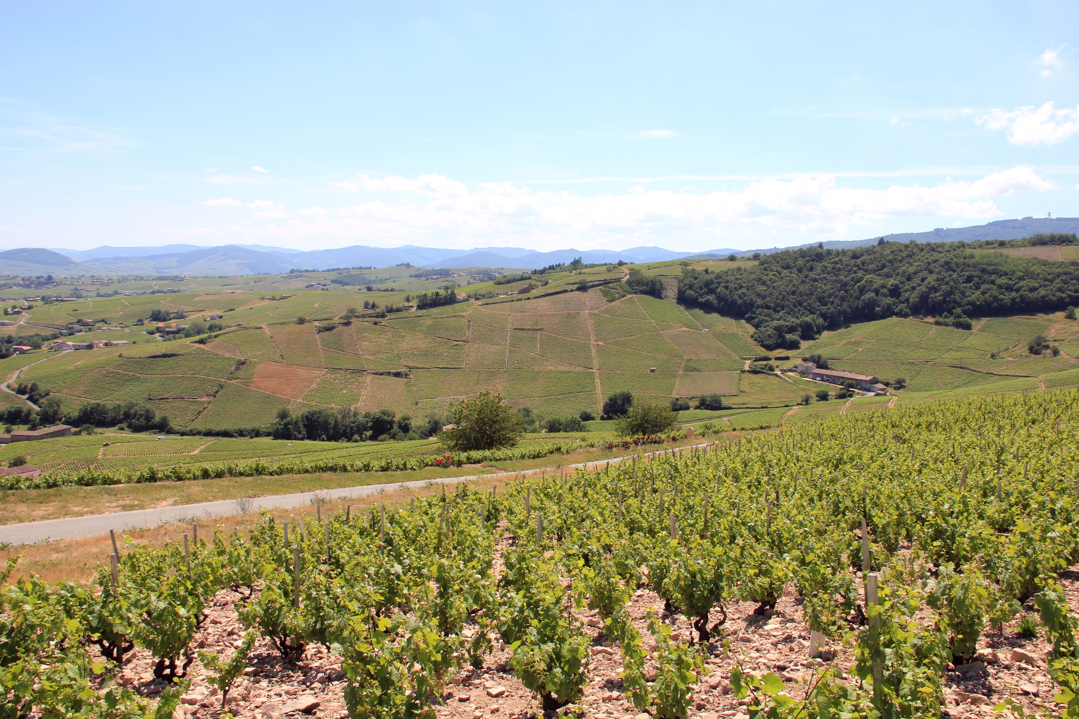 Dans les vignes du Beaujolais