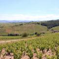 Dans les vignes du Beaujolais