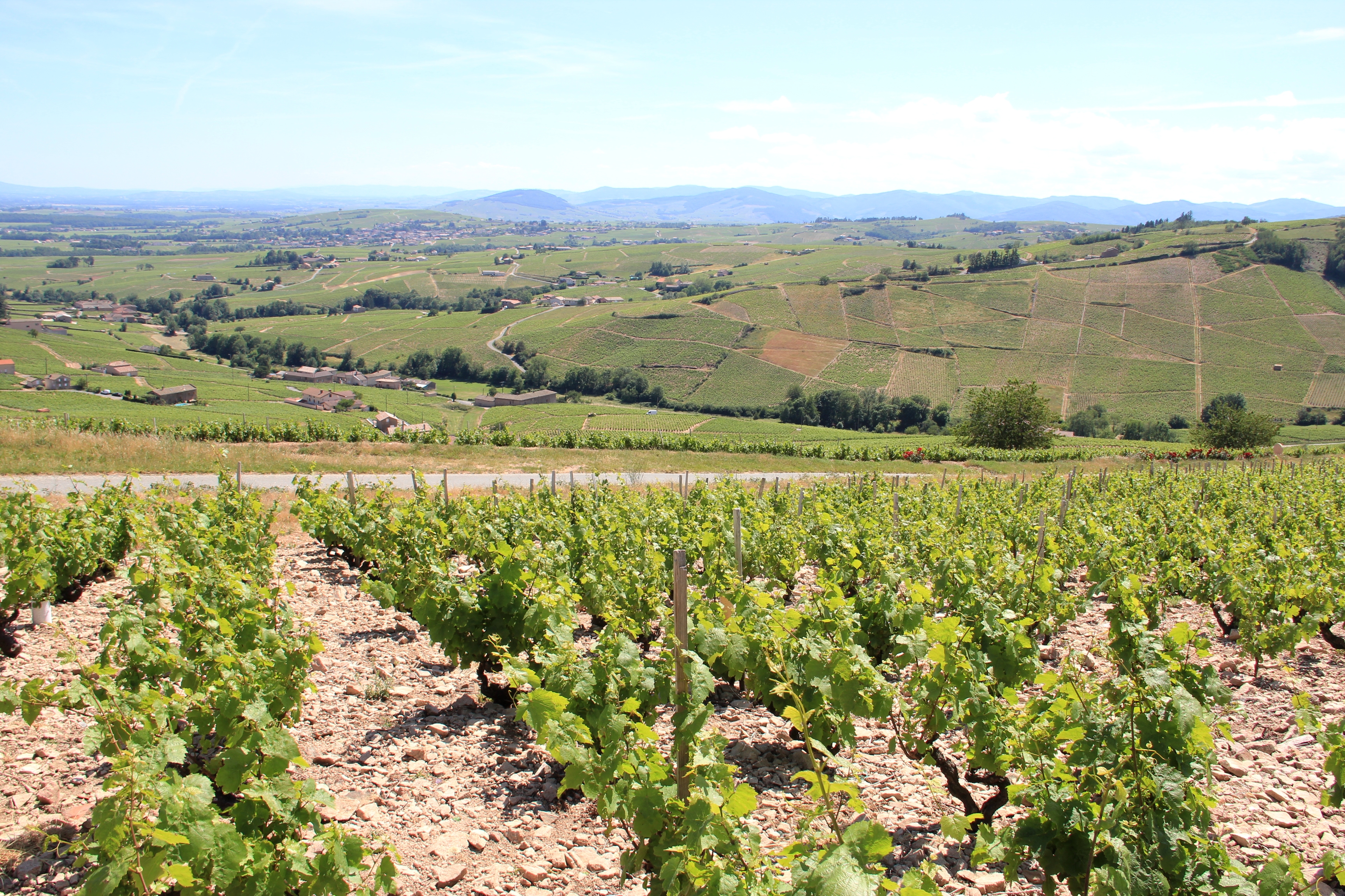 Dans les vignes du Beaujolais